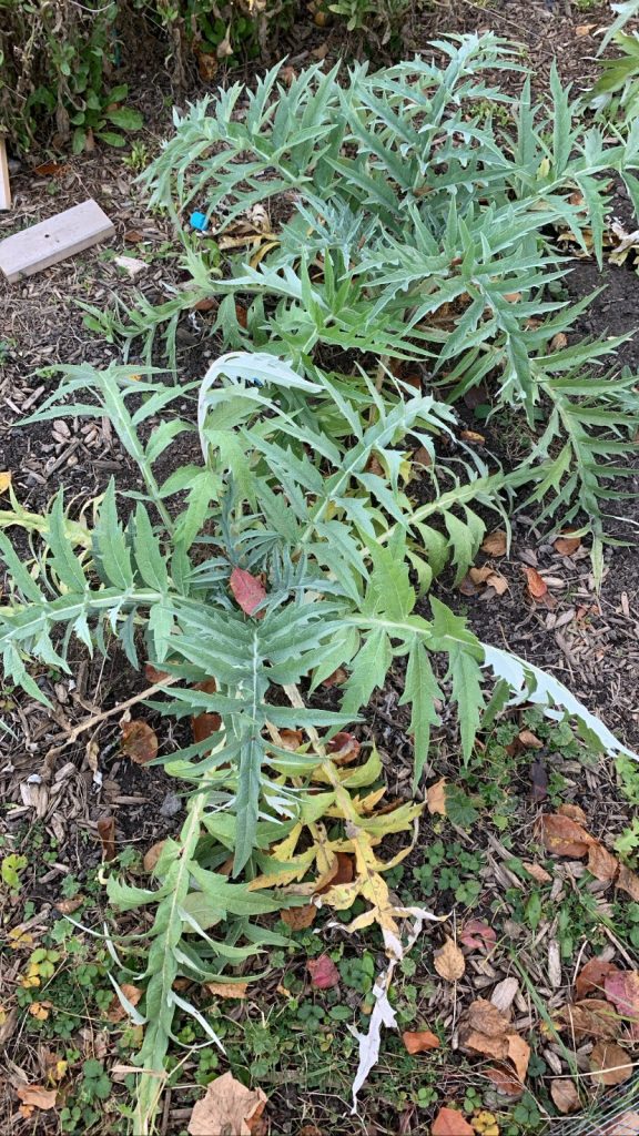 Three artichoke plants, a year old, with autumn leaves scattered over their spikey thistle leaves