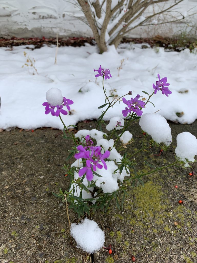 Flowers in the snow