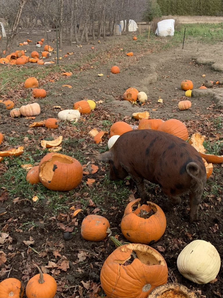 A big pig roots through discarded jack o lantern pumpkins